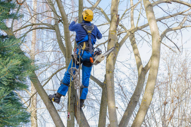 Mar Mac, NC Tree Services Company