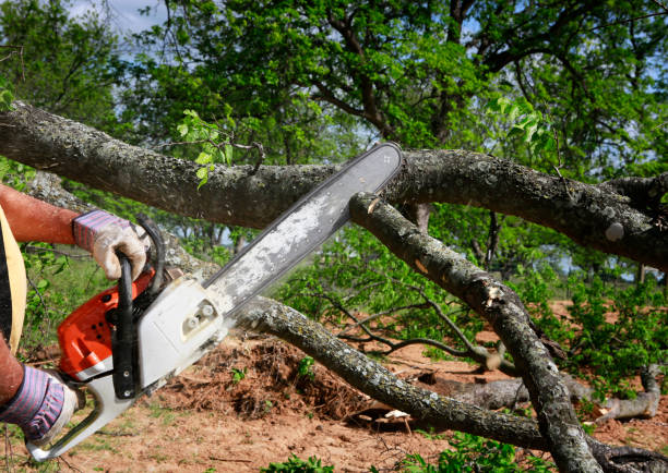 How Our Tree Care Process Works  in  Mar Mac, NC